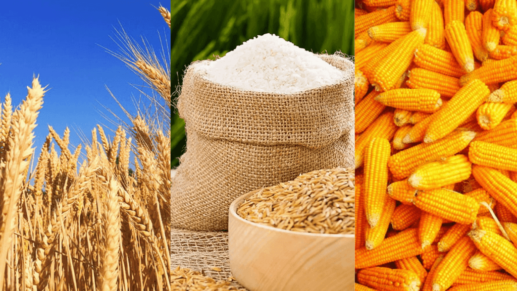 Hàng nông sản như gạo và ngũ cốc đạt chuẩn xuất khẩu